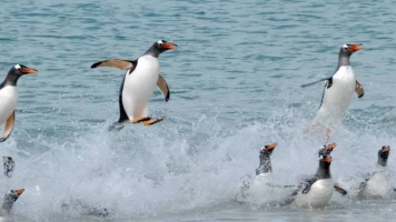 Las islas de los pingüinos: La supervivencia del más rápido