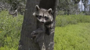 El mapache, el rey de la supervivencia