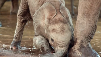 Érase una vez en Tsavo