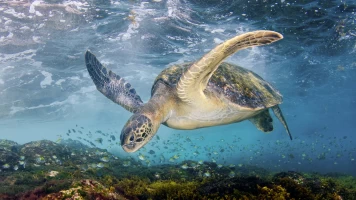 El Mediterráneo, la vida bajo el asedio