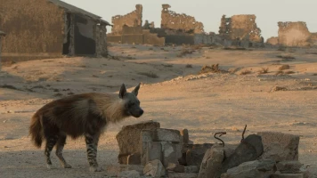 Las hienas pardas de Makgadikgadi