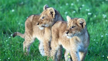 Del juego a la caza. El cachorro del leon africano