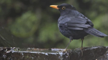 Garajonay, el bosque primigenio de Europa