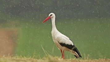 Tormentas, la vida de los animales bajo un clima salvaje