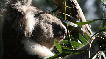 Sky Safari: Australia