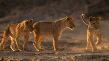 Los leones de la Costa de los Esqueletos