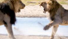 Leones del Kalahari: los reyes del desierto