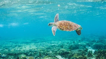 La Gran Barrera de Coral: la próxima generación